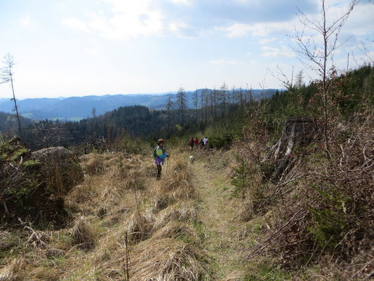 WaldFranz  (Forest.Frank@gmx.at)