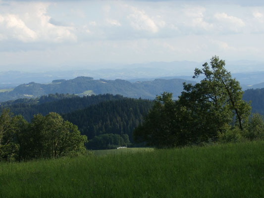 WaldFranz  (Forest.Frank@gmx.at)