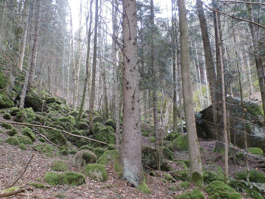 WaldFranz  (Forest.Frank@gmx.at)