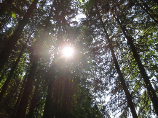 WaldFranz  (Forest.Frank@gmx.at)