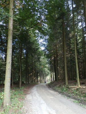 WaldFranz  (Forest.Frank@gmx.at)