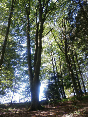 WaldFranz  (Forest.Frank@gmx.at)