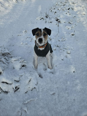 Distel liebt den Schnee