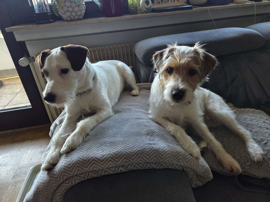 Elster (Ebby) und Evoli (Elvis) entspannen nach einer spannenden Stunde in der Jagdhundeschule
