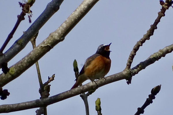 Gartenrotschwanz auf der Singwarte beim Gesang, Bild: Klaus Sanzenbacher