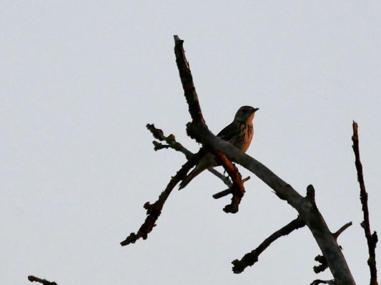 Ortolan, Bild: Klaus Sanzenbacher, LBV Kitzingen