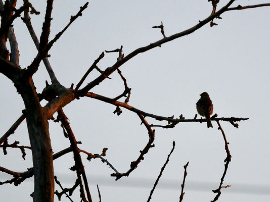 Ortolan, Bild: Klaus Sanzenbacher, LBV Kitzingen