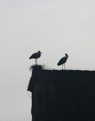 Bild: Doris Geiger, 29.03.2024