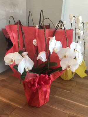 お花の回収屋さん お花の回収屋さん は名古屋で胡蝶蘭の引き取り回収処分を行っています お値打ち 丁寧 名古屋の軽貨物ならジャパンベストサービス