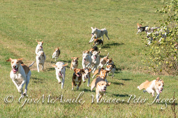 13.10.2018 - 2 Meuten Schleppjagd Schloß Fasanerie Eichenzell, Fotos Givemeasmile.de