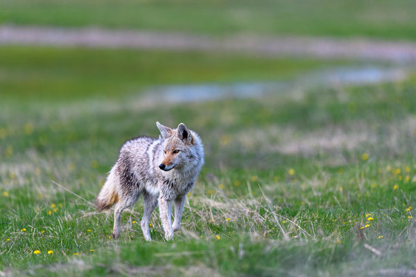 Kojote bei der Jagd, Yellowstone National Park