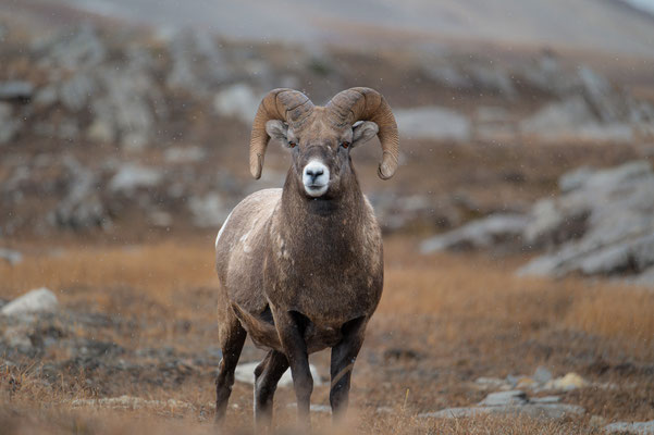 Bighorn - Kanada