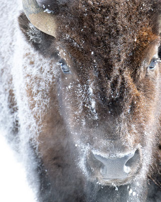 Gefrorenes Bison - Yellowstone