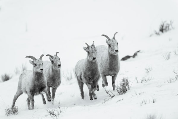 Fliehende Bighorn Schafe - Wyoming