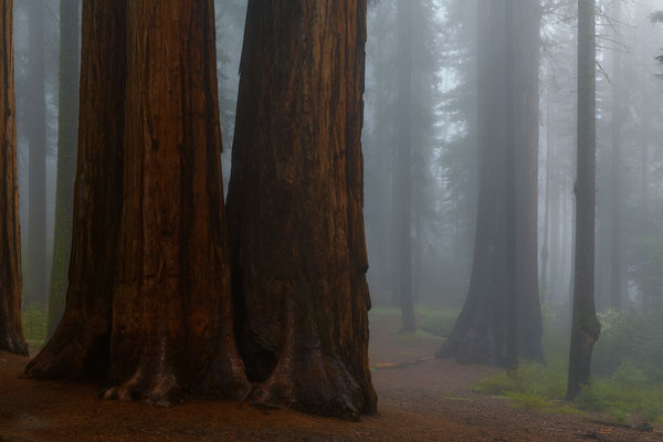 Sequoias im dichten Nebel - Sequoia NP, Kalifornien