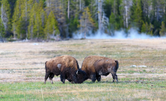 Bisons vor einem Geysir - Yellowstone NP, Wyoming