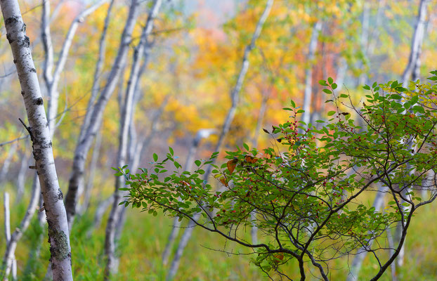 Herbstfarben, Acadia NP Maine