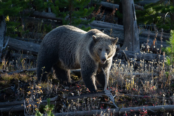 weiblicher Grizzlybär - Yellowstone