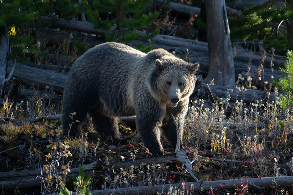 weiblicher Grizzlybär - Yellowstone