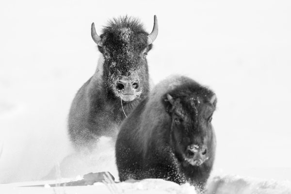 Bisons im Tiefschnee - Yellowstone