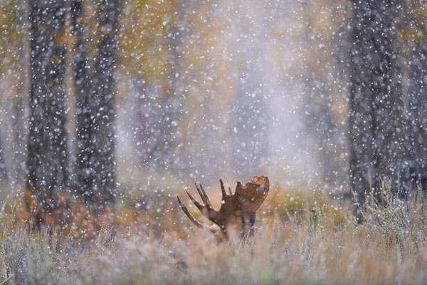 Herbstschnee -Wyoming