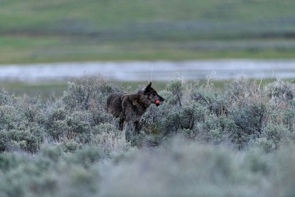 Wolf - Yellowstone NP, Wyoming