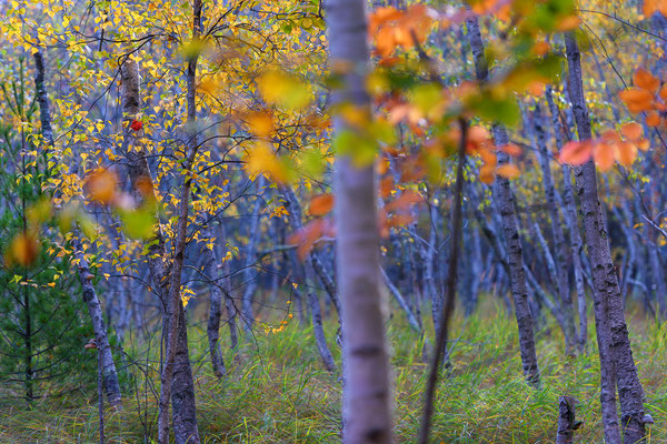 Herbstfarben, Acadia NP Maine