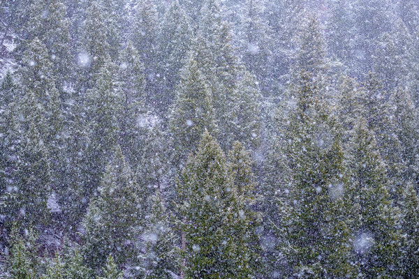 Schneegestöber in den Bergen Wyomings