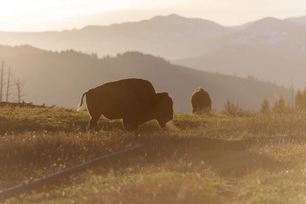 Bison in den frühen Morgenstunden im Gegenlicht - Yellowstone NP, Wyoming