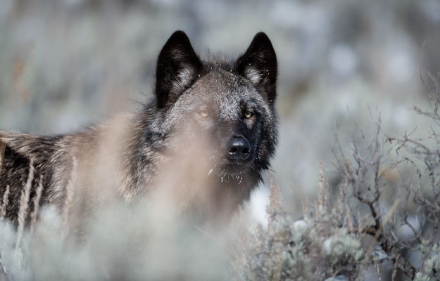 Wolf - Yellowstone