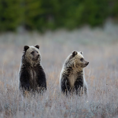 Junge Grizzlybären - Wyoming
