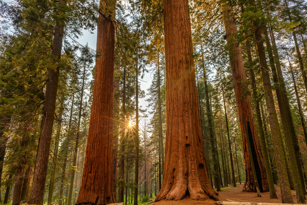 Sequoias im Gegenlicht -  Sequoias NP, Kalifornien