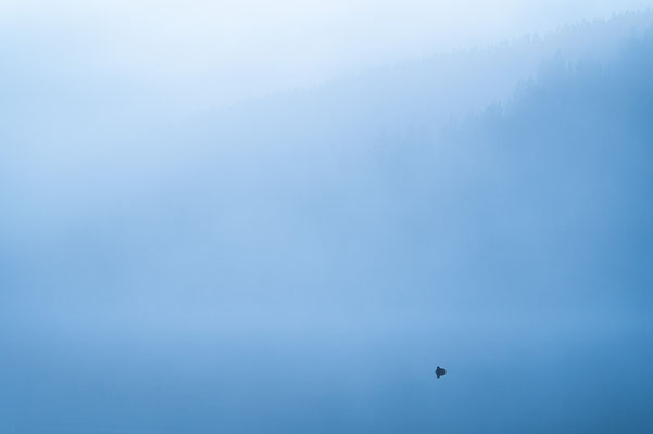 Nebeliger Morgen -Yellowstone