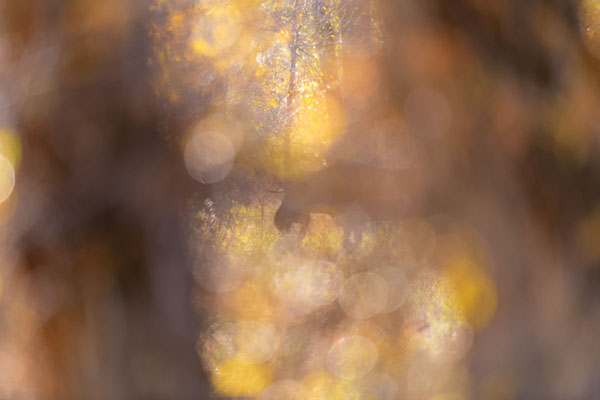 Elch in Herbstfarben