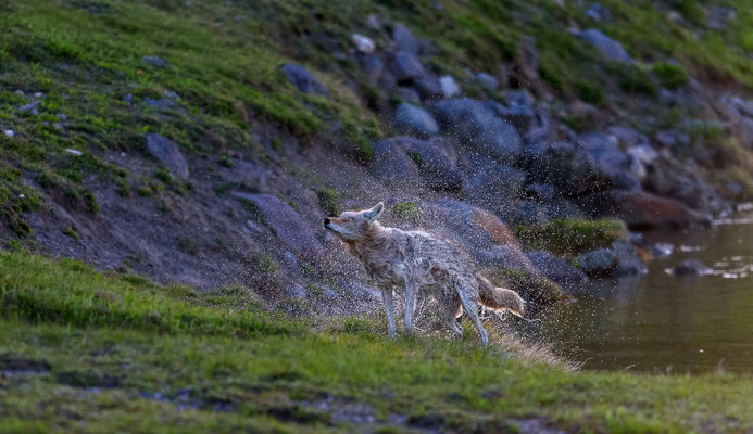 Kojote im Yellowstone