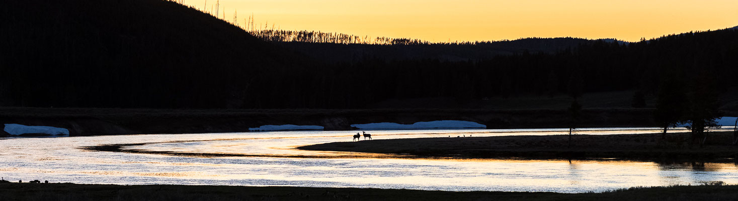 2 Wapitikühe nach Sonnenuntergang am Yellowstone River - Yellowstone NP, Wyoming