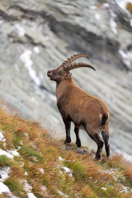 Steinbock mit den ersten Schneeflocken - Hohe Tauern