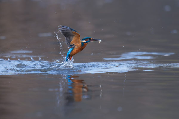 Eisvogel - Steiermark