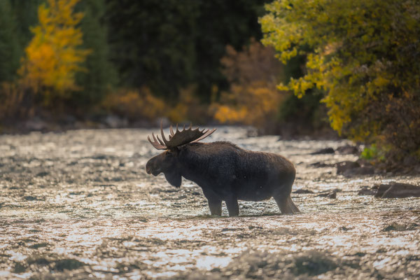Elchbulle - Jasper Nationalpark