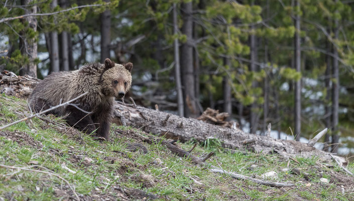 Bären Junges - Yellowstone NP, Wyoming