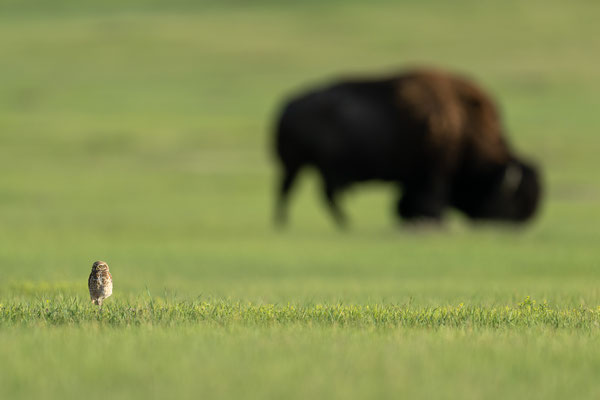 Kaninchenkauz und Bison - South Dakota