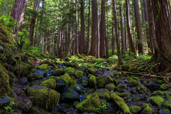 Gemäßigter Regenwald in Washington State