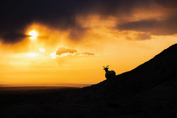 Bighorn im Sonnenuntergang