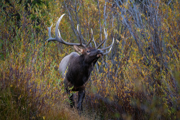 Wapitibulle - Colorado
