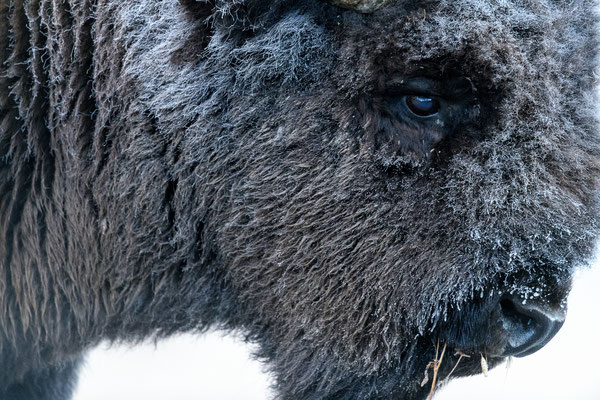 The frozen Bison