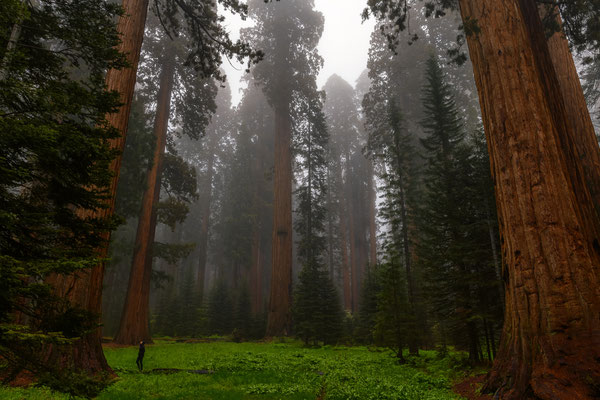 Sequoias im dichten Nebel -  Sequoia NP, Kalifornien
