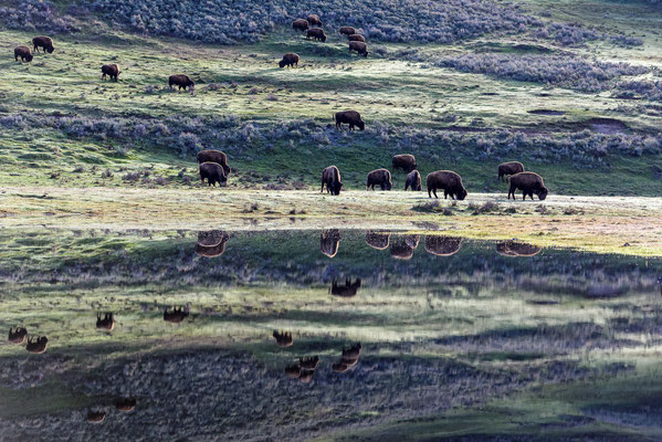Grasende Bisons in den frühen Morgenstunden - Yellowstone NP, Wyoming