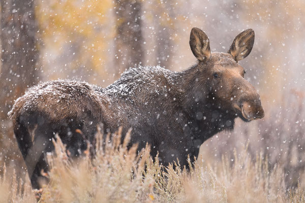 Elchkuh im  herbstlichen Schneefall, Wyoming