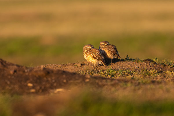 Schlafende Eulen im Badlands Nationalpark
