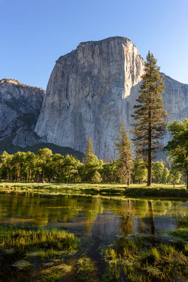 El Capitan im Morgenlicht - Yosemite NP, Kalifornien